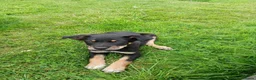 Australian Kelpie dogs for sale: Kelpie pups for sale in Ballymena - Advert 8