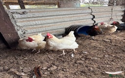 Hens poultry for sale: 10 Laying hens for sale - Image 2