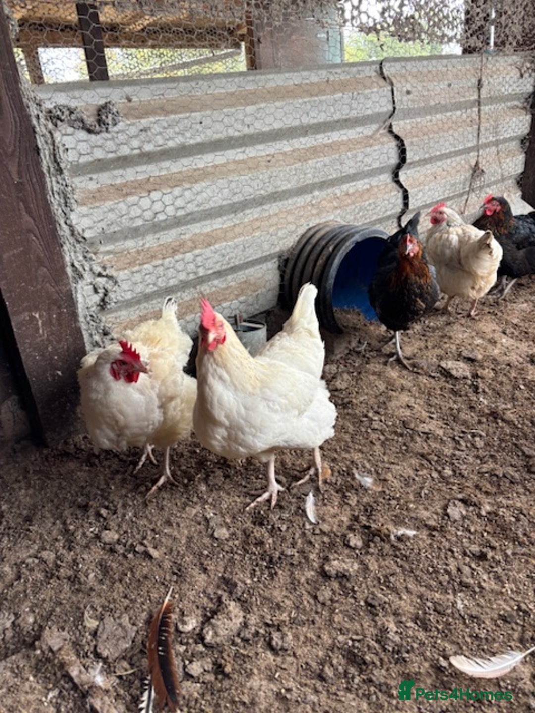 Hens poultry for sale: 10 Laying hens for sale - Image 2