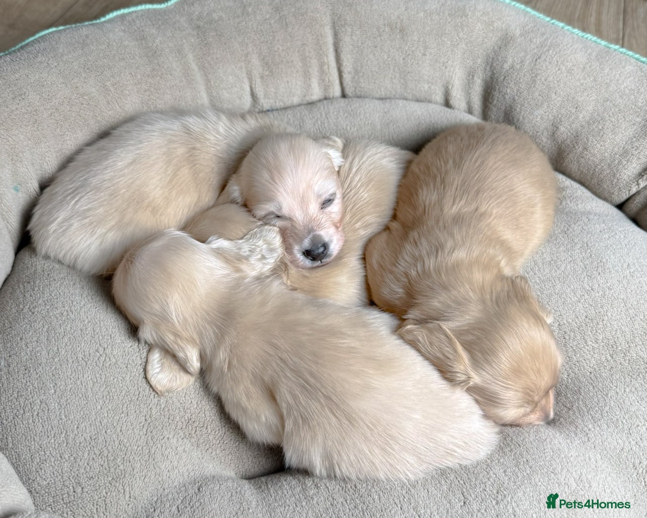 Miniature Dachshund dogs Cream Longhaired Miniature Dachshund - Advert 1