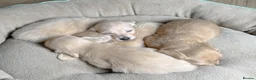 Miniature Dachshund dogs for sale: Cream Longhaired Miniature Dachshund - Advert 1