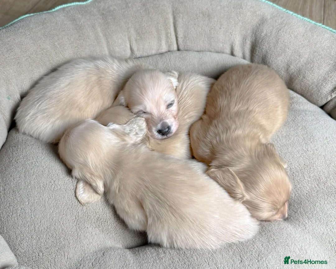 Miniature Dachshund dogs for sale: Cream Longhaired Miniature Dachshund - Advert 1