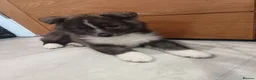 Pomsky dogs for sale: Pomsky puppy's  - Advert 6