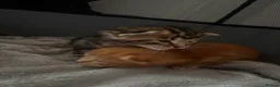 Mixed Breed cats for sale: Kittens looking for new homes. Mix breed  - Advert 9