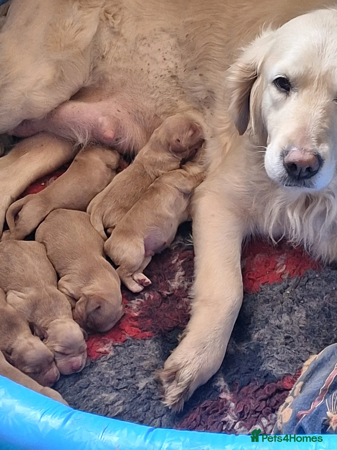 Mixed Breed dogs for sale: Dakota Sporting Retrievers.  health tested parents - Advert 2