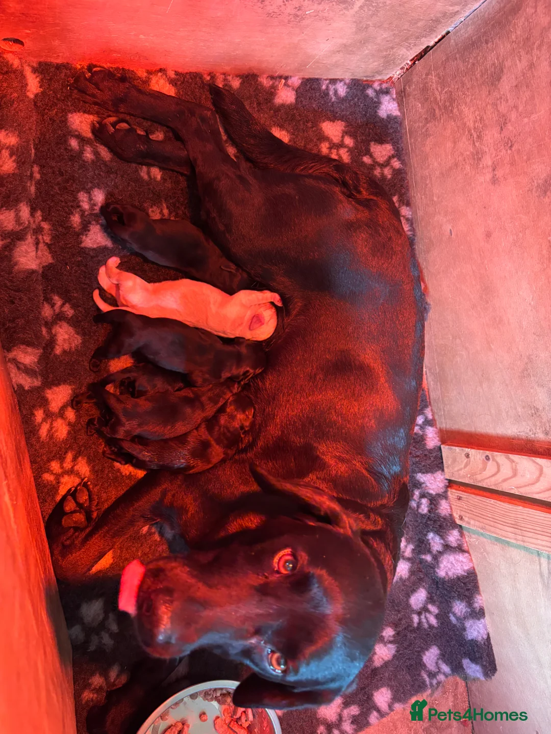 Labrador Retriever dogs for sale: Kc registered pedigree working labradors  - Advert 2