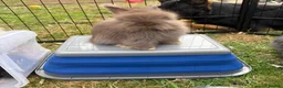 Angora rabbits for sale: Full Face English Angoras - Advert 35