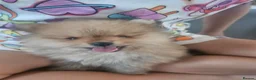 Pomeranian dogs for sale:  Pomeranian Teddy Face Russian  - Advert 14