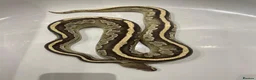 Python Snake reptiles for sale: Royal pythons for sale - Bristol - Advert 8