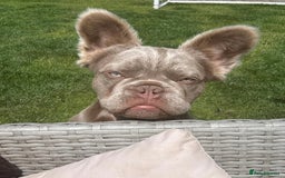 French Bulldog dogs for sale: Isabella & Tan fluffy French bulldoy - Image 5