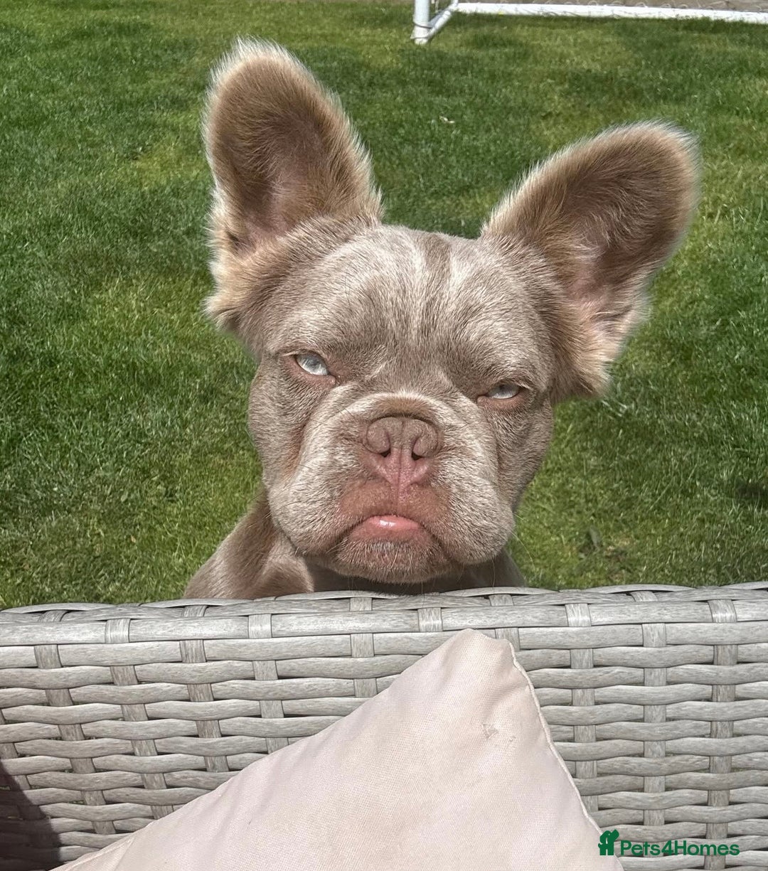 French Bulldog dogs for sale: Isabella & Tan fluffy French bulldoy - Image 5