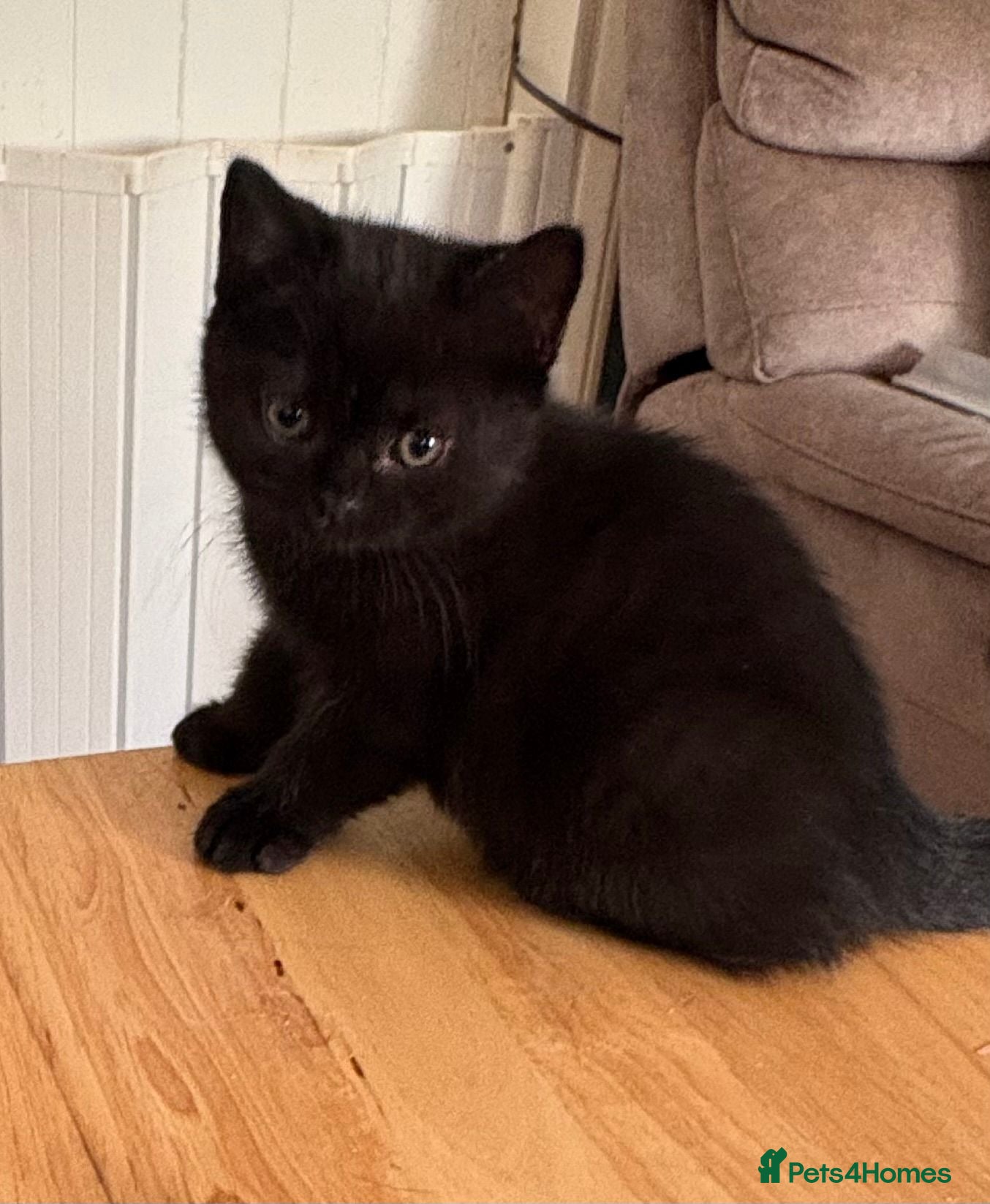 British Shorthair cats Five beautiful BSH  babies available mid Septemebr - Advert 2