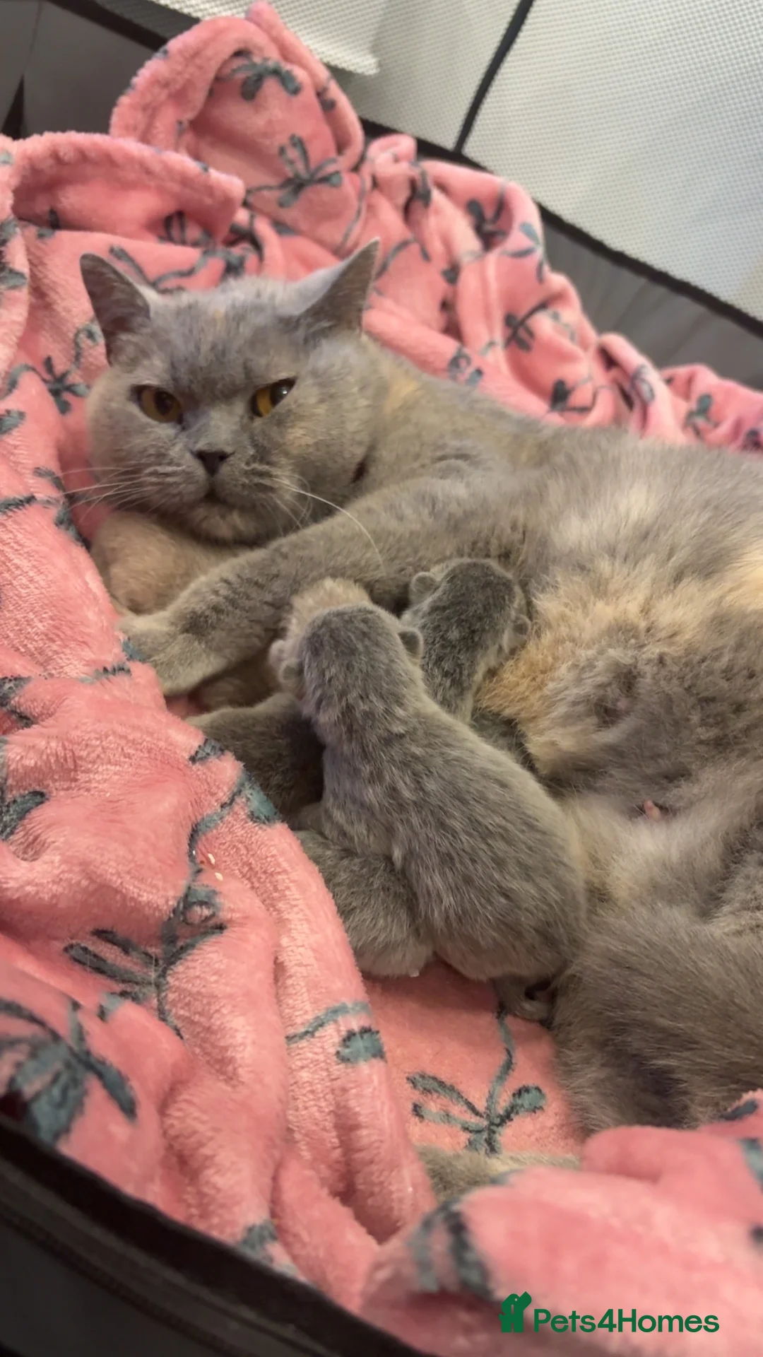 British Shorthair cats for sale: Short haired kittens from pedigree parents  - Advert 1