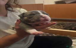 American Bully dogs for sale: American pocket bully tri pups - Image 16