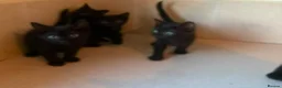 Domestic Shorthair cats for sale: Black Kittens For Sale  - Advert 10