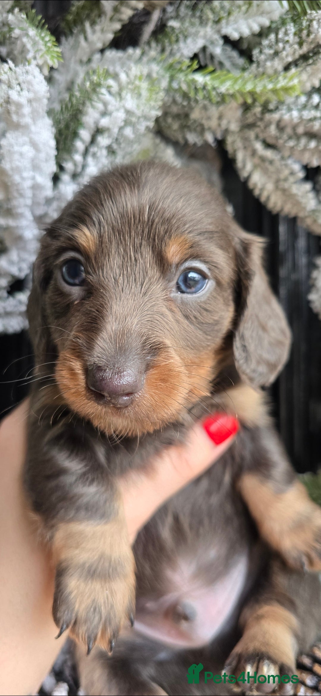 Miniature Dachshund dogs 💙💙 £1500 Last 2 LONGHAIR BOY ❤️ 1 Girl SHORTHAIR - Advert 4