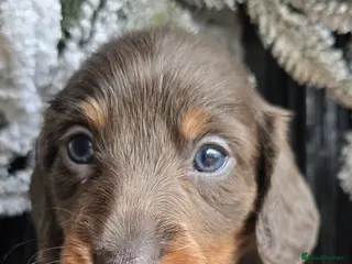 Miniature Dachshund dogs 💙💙 £1500 Last 2 LONGHAIR BOY ❤️ 1 Girl SHORTHAIR - Advert 4