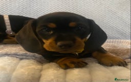 Dachshund dogs for sale: 💖traditional dachshunds puppies💝 - Image 8