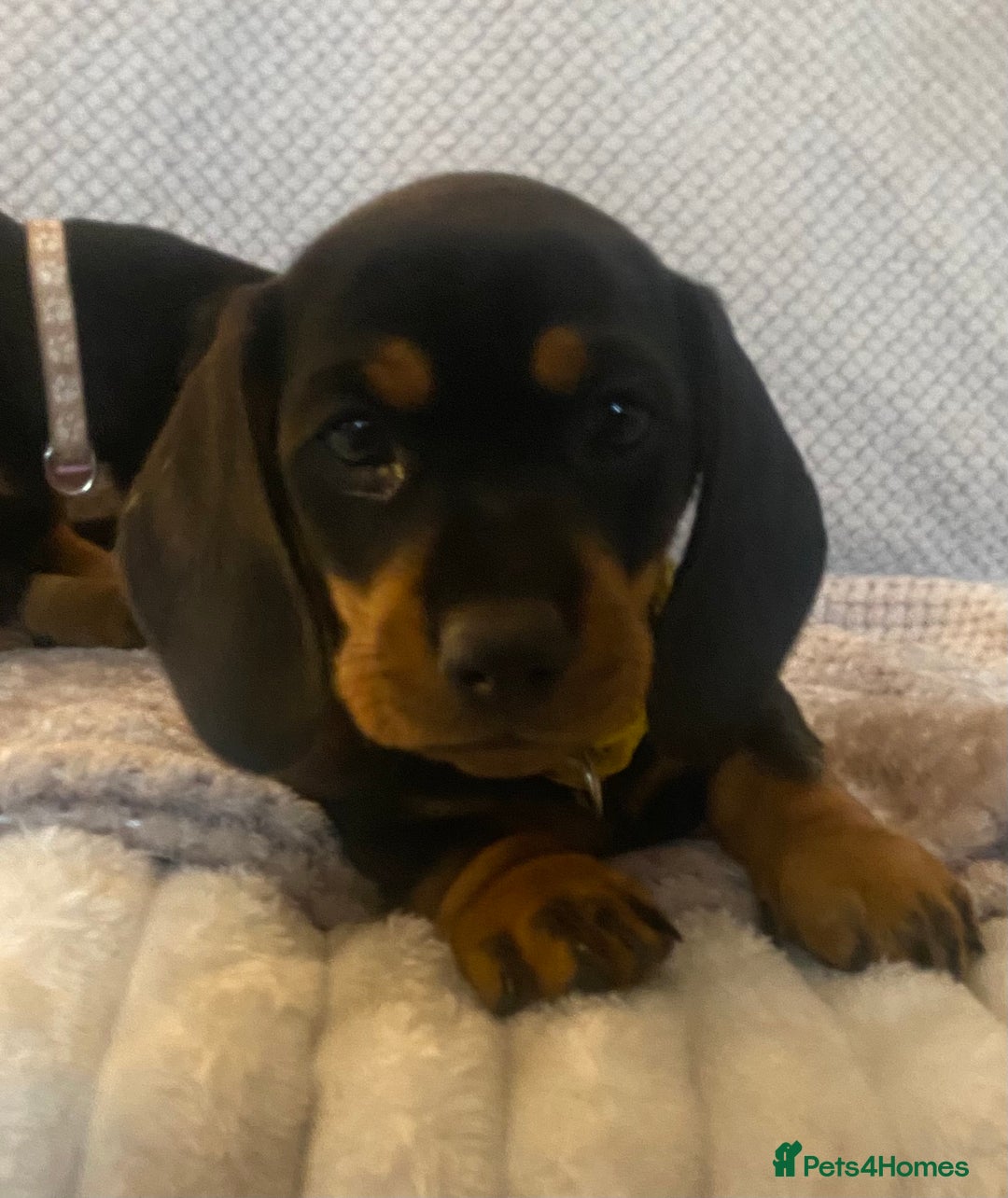 Dachshund dogs for sale: 💖traditional dachshunds puppies💝 - Image 8