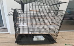 Budgerigars birds for sale: 2 green sibling budgerigars  - Image 6