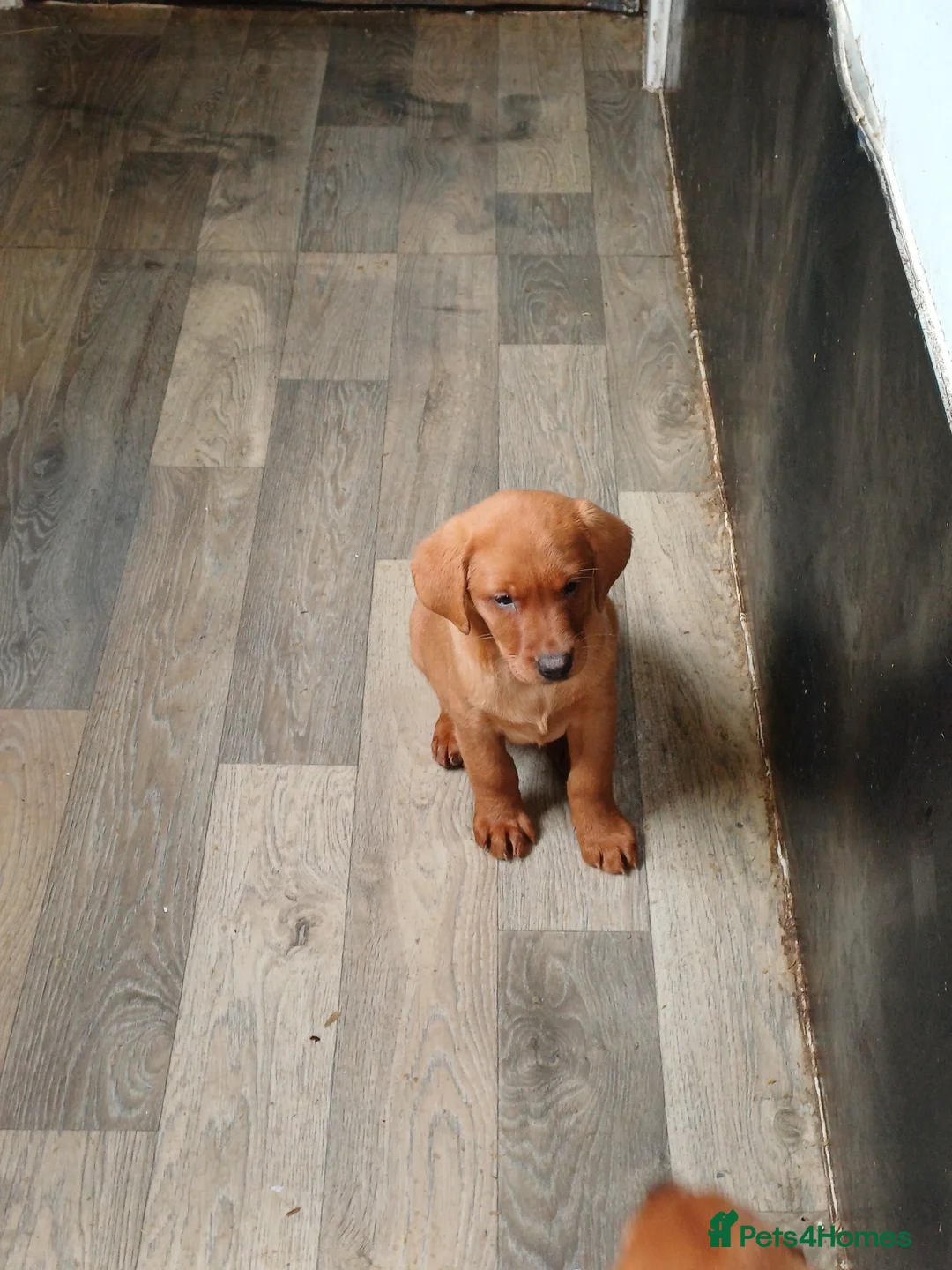 Labrador Retriever dogs for sale: LABRADOR PUPPIES - FOX RED - Advert 25