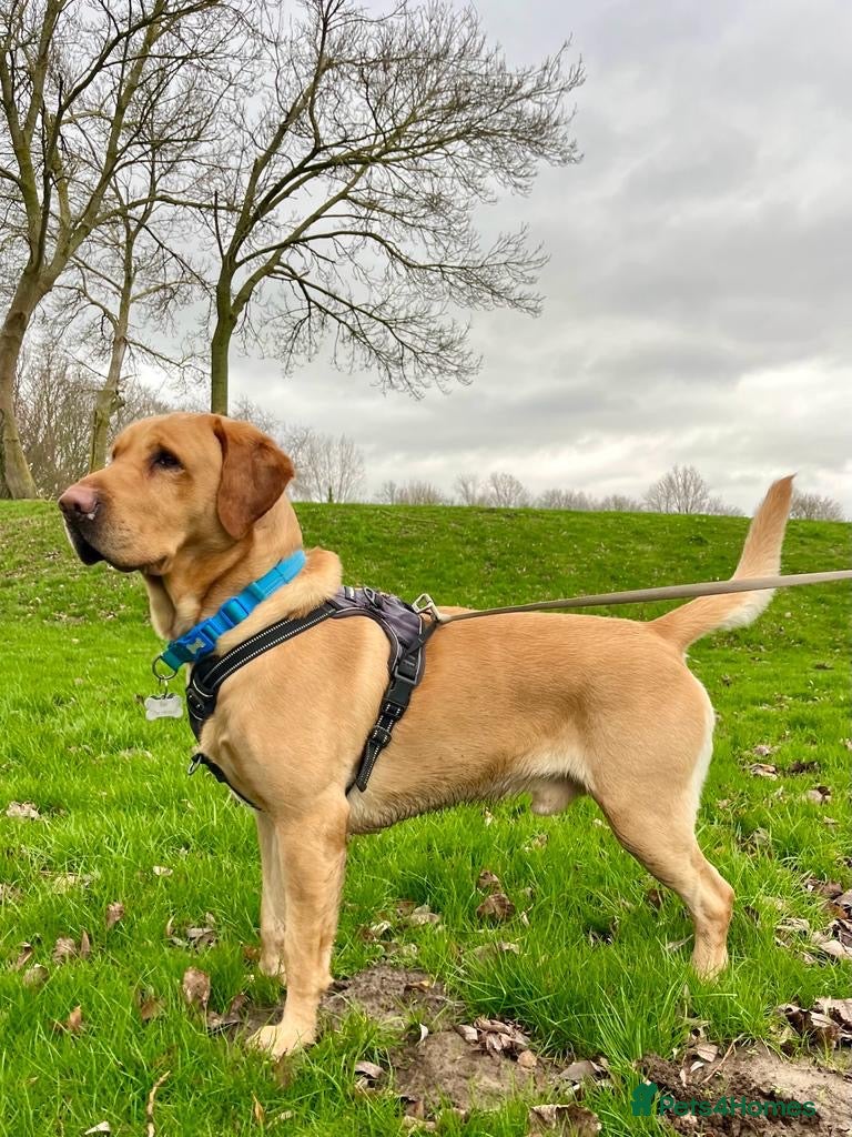 Labrador Retriever dogs for sale: Stunning Labrador puppies in Canterbury - Advert 5