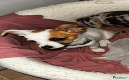 Mixed Breed dogs for sale: Male jack russel cross chihuahua  - Image 4