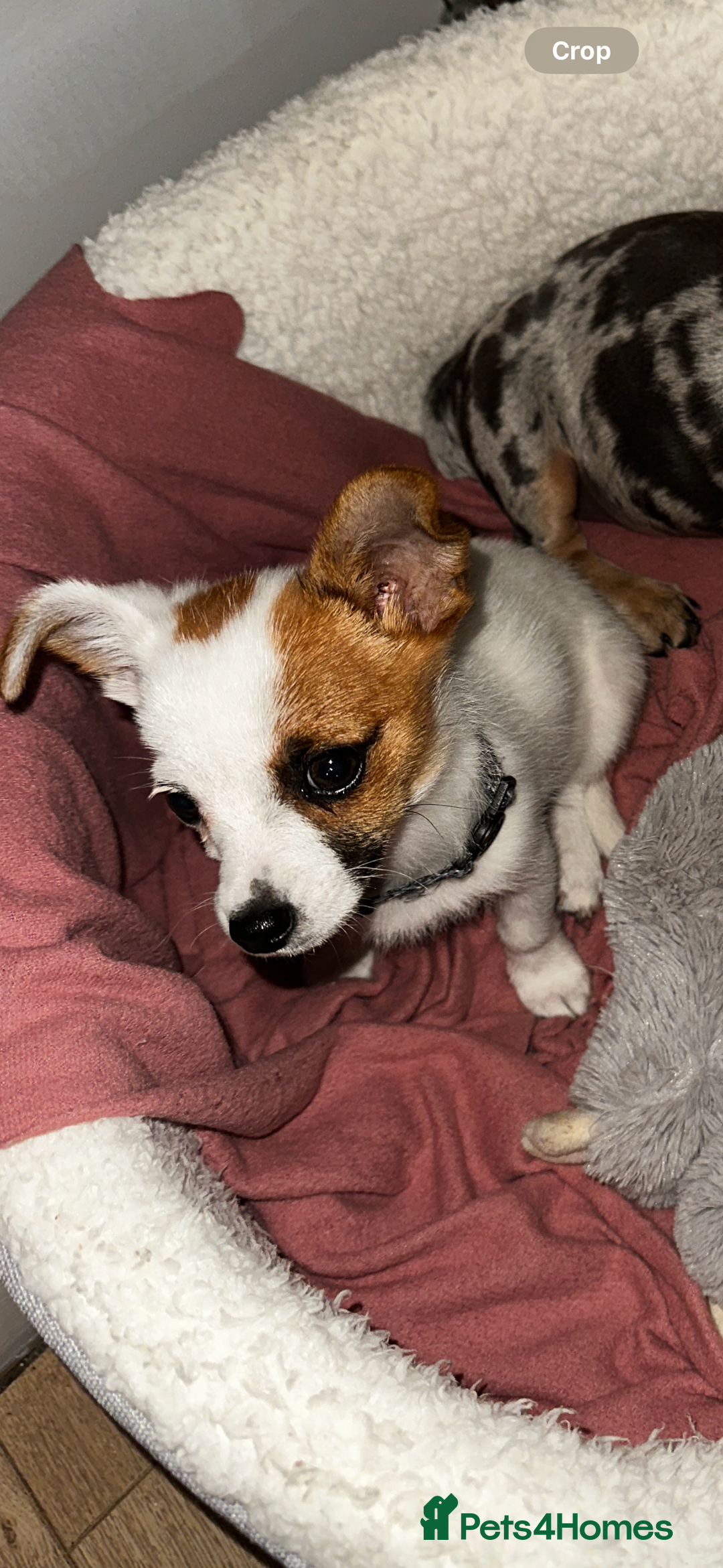 Mixed Breed dogs for sale: Male jack russel cross chihuahua  - Image 4
