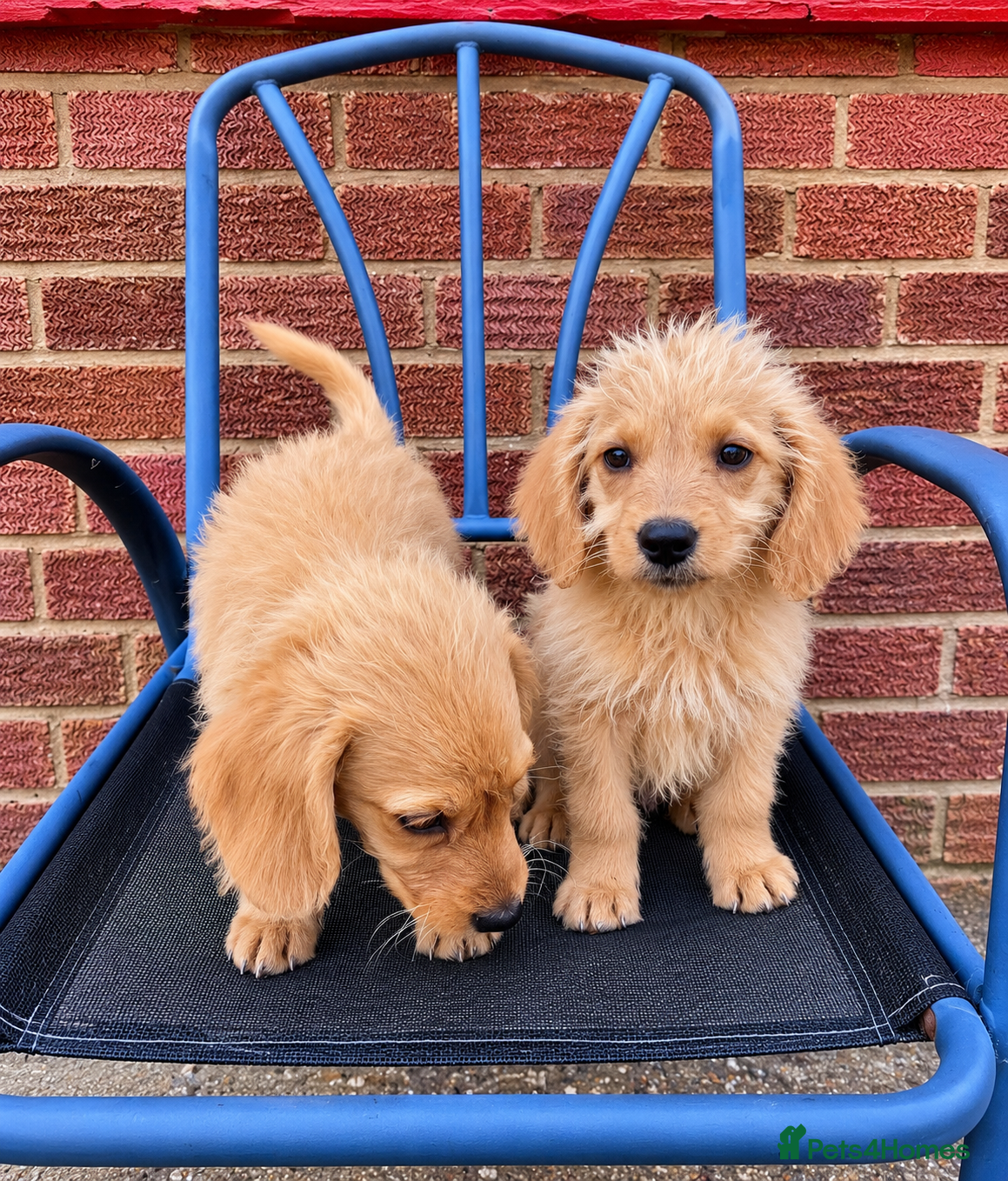 Labradoodle dogs Gorgeous Labradoodle puppies - Advert 2