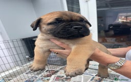 Bullmastiff dogs for sale: Stunning Bullmastiff pups  - Image 1