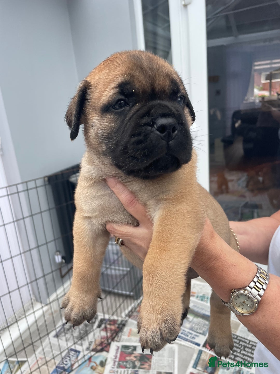 Bullmastiff dogs for sale: Stunning Bullmastiff pups  - Image 1