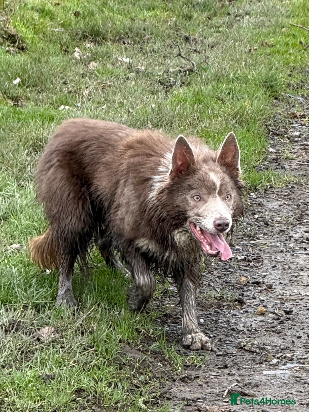 Border Collie dogs for stud: *STUD* Stunning lilac and white border collie  - Advert 4