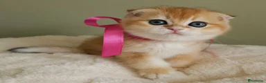 Scottish Fold Girl