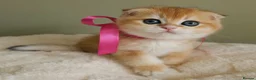 Scottish Fold cats for sale: ⭐️ Top Quality Scottish Fold Kittens ⭐️ - Advert 22