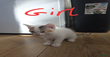 Mixed Breed cats - Advert 8