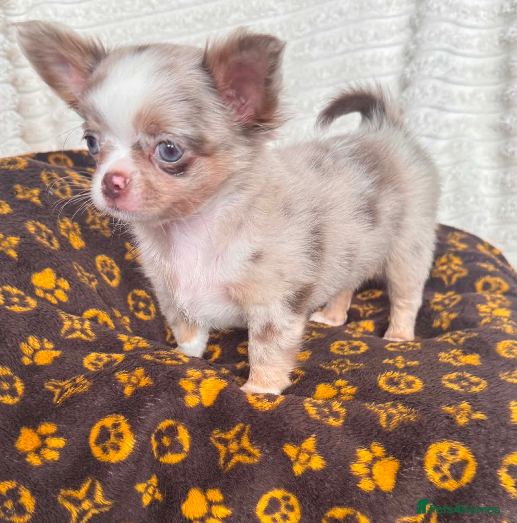 Chihuahua dogs READY TO GO SOON tiny longhair chihuahua - Advert 1