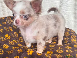 Chihuahua dogs READY TO GO SOON tiny longhair chihuahua - Advert 1