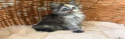 Maine Coon cats for sale: Tica registered 4 female mainecoons left,  polys - Advert 13