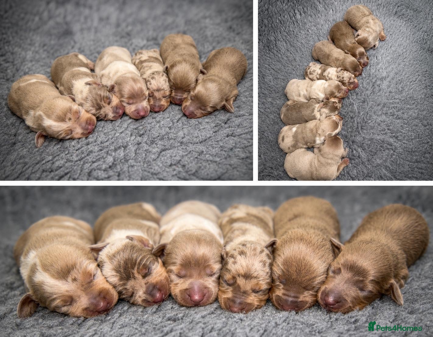 Miniature Dachshund dogs KC Miniature Dachshund Puppies - Advert 1