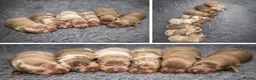 Miniature Dachshund dogs for sale: KC Miniature Dachshund Puppies in Birmingham - Advert 1