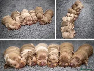Miniature Dachshund dogs KC Miniature Dachshund Puppies - Advert 1