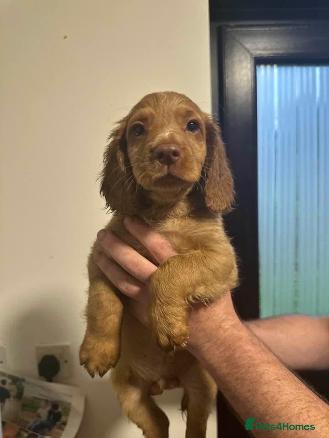 Cocker Spaniel dogs for sale: Working cocker spaniels  - Image 4