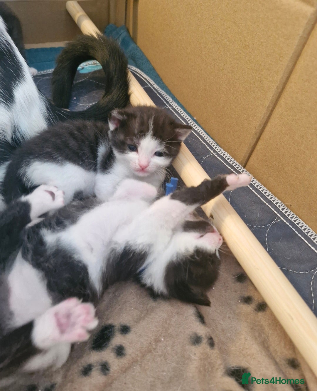 British Shorthair cats for sale: British Shorthair Mix Kittens  - Image 28