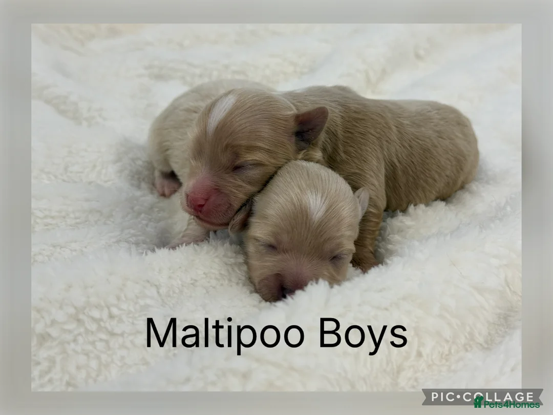 Maltipoo dogs for sale: Teddy Bear F1 Maltipoo - Advert 2