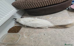 Ragdoll cats for sale: Cat 1 male - Image 4