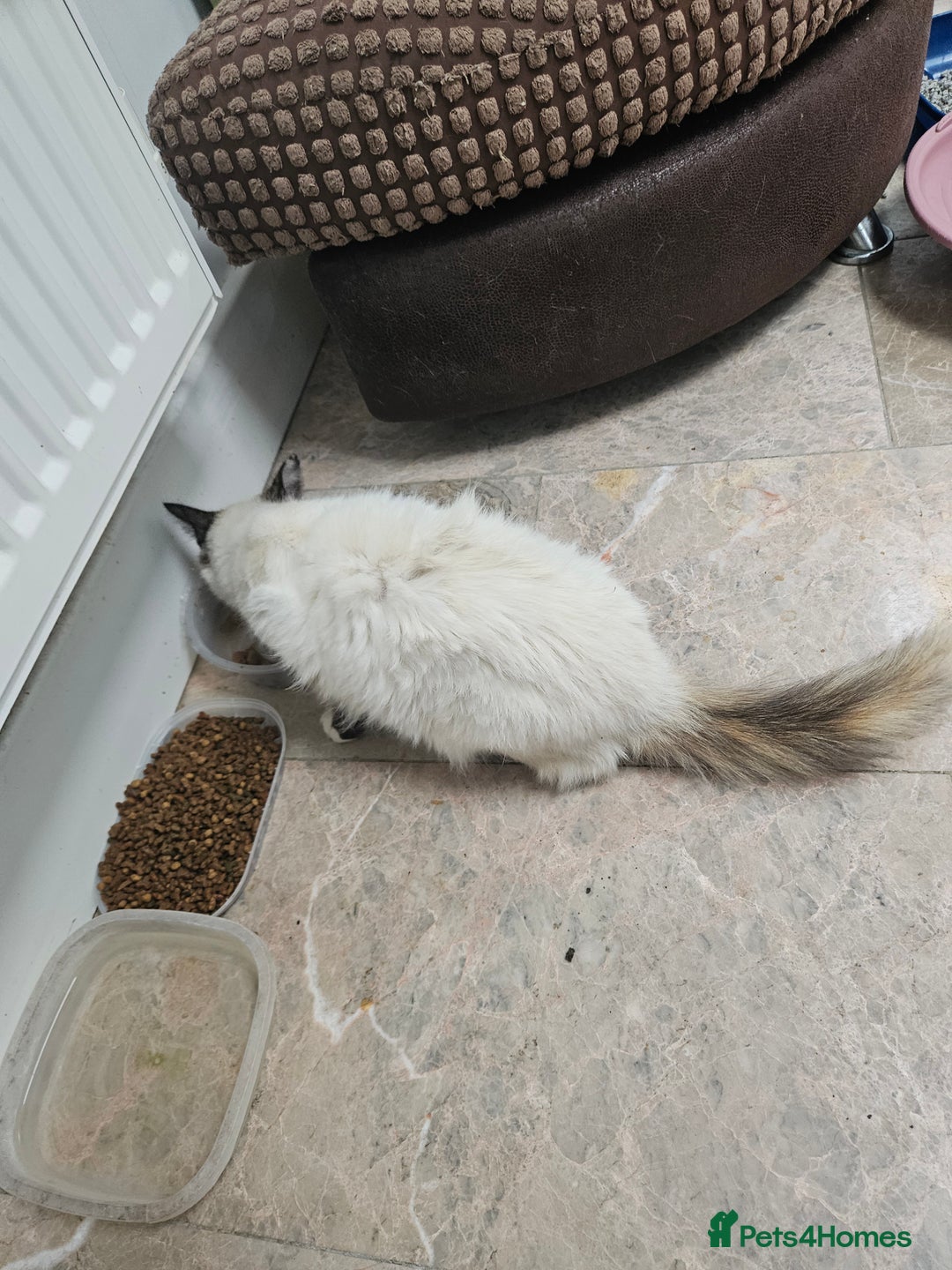 Ragdoll cats for sale: Cat 1 male - Image 4