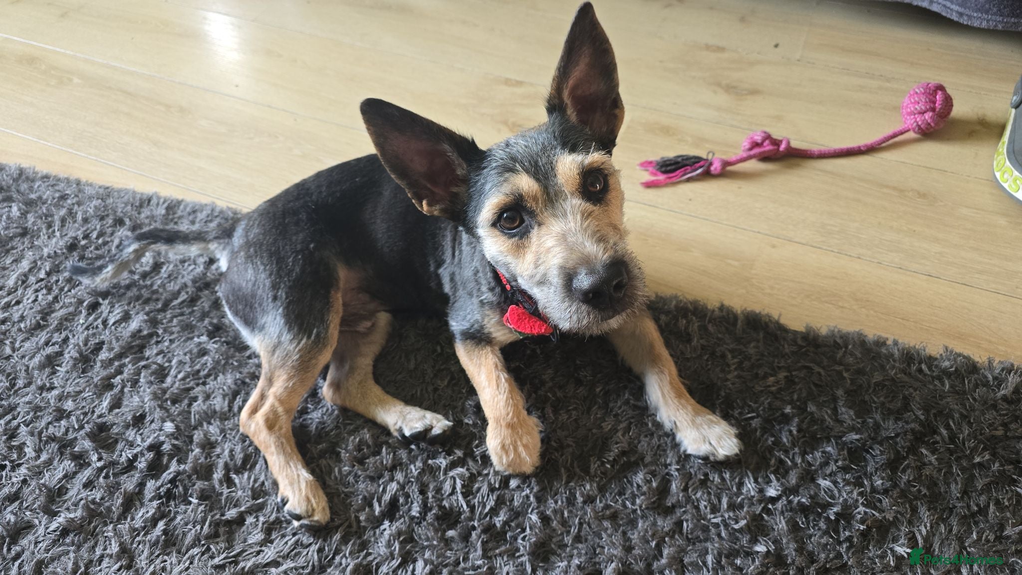 Mixed Breed dogs Jack Russell Cross  - Advert 2