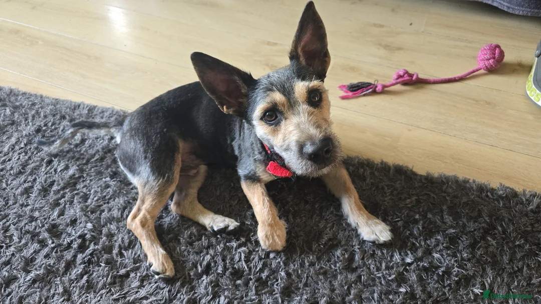 Mixed Breed dogs for sale: Jack Russell Cross  in Bradford - Advert 1
