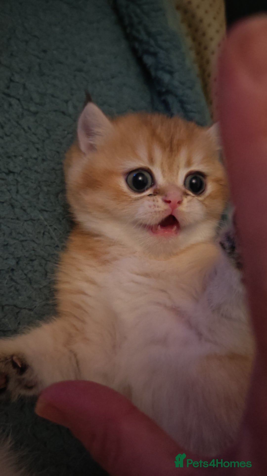 British Shorthair cats for sale: Stunning cute BSH golden black kitten female - Image 3