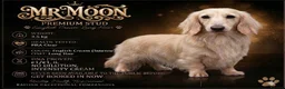 Miniature Dachshund dogs for sale: (3left, ready) Long haired miniature Dachshund  - Advert 15